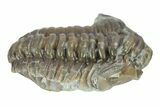 Curled Flexicalymene Trilobite - Indiana #287759-1